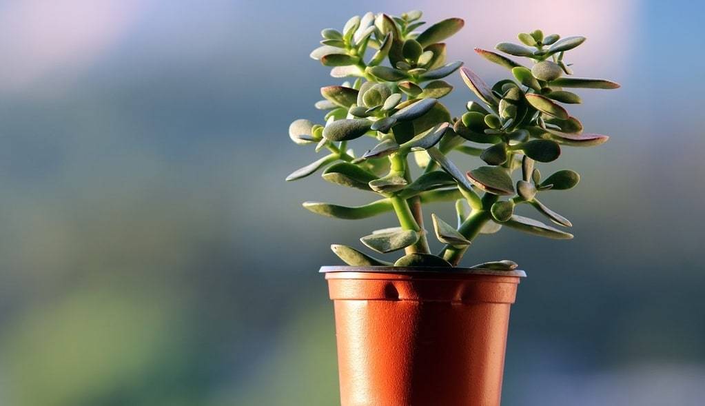 Rempotage comment bien choisir la taille du pot